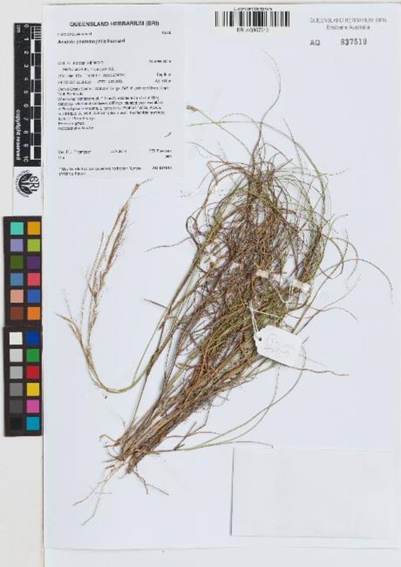 Aristida psammophila
