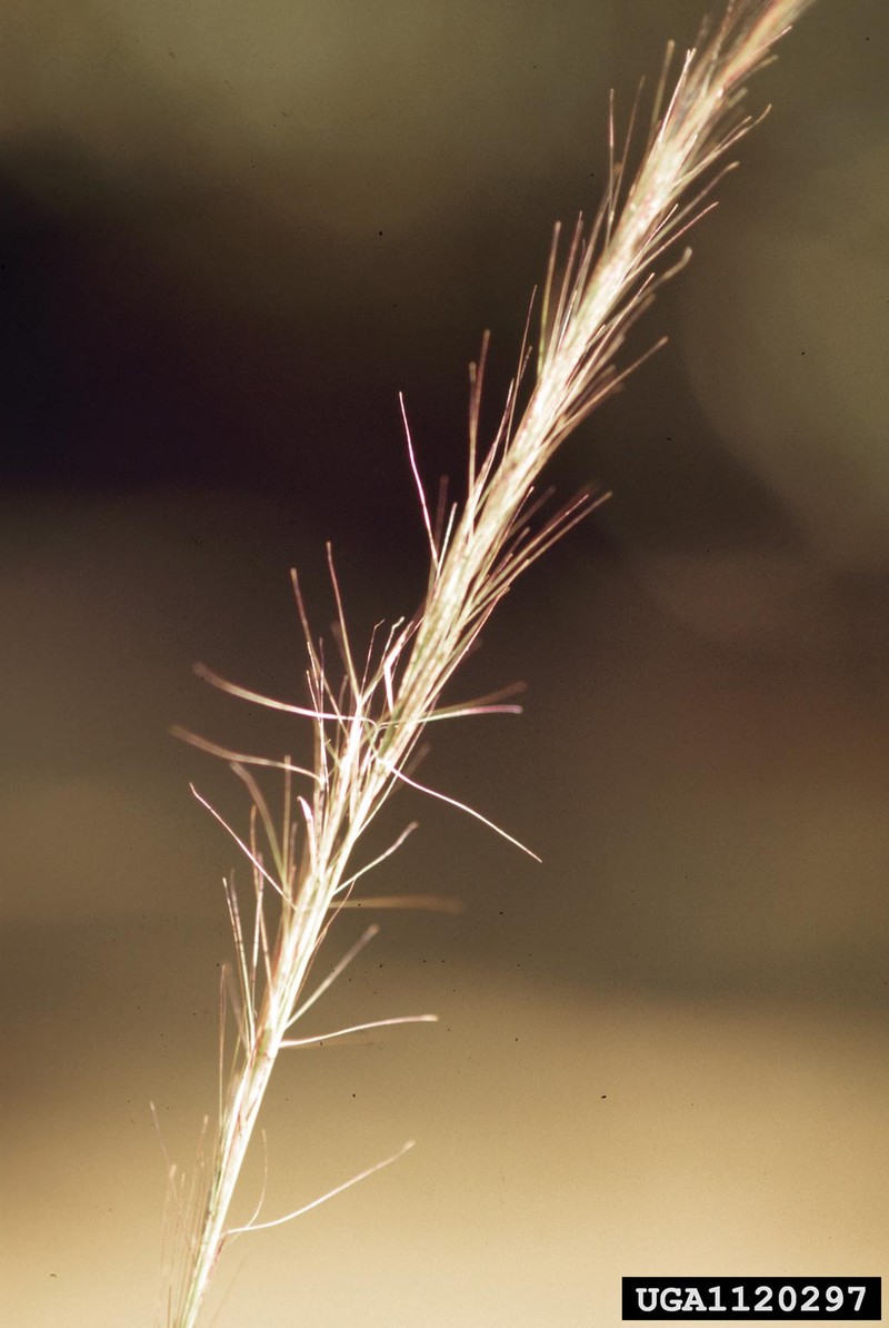 Arrowfeather Threeawn