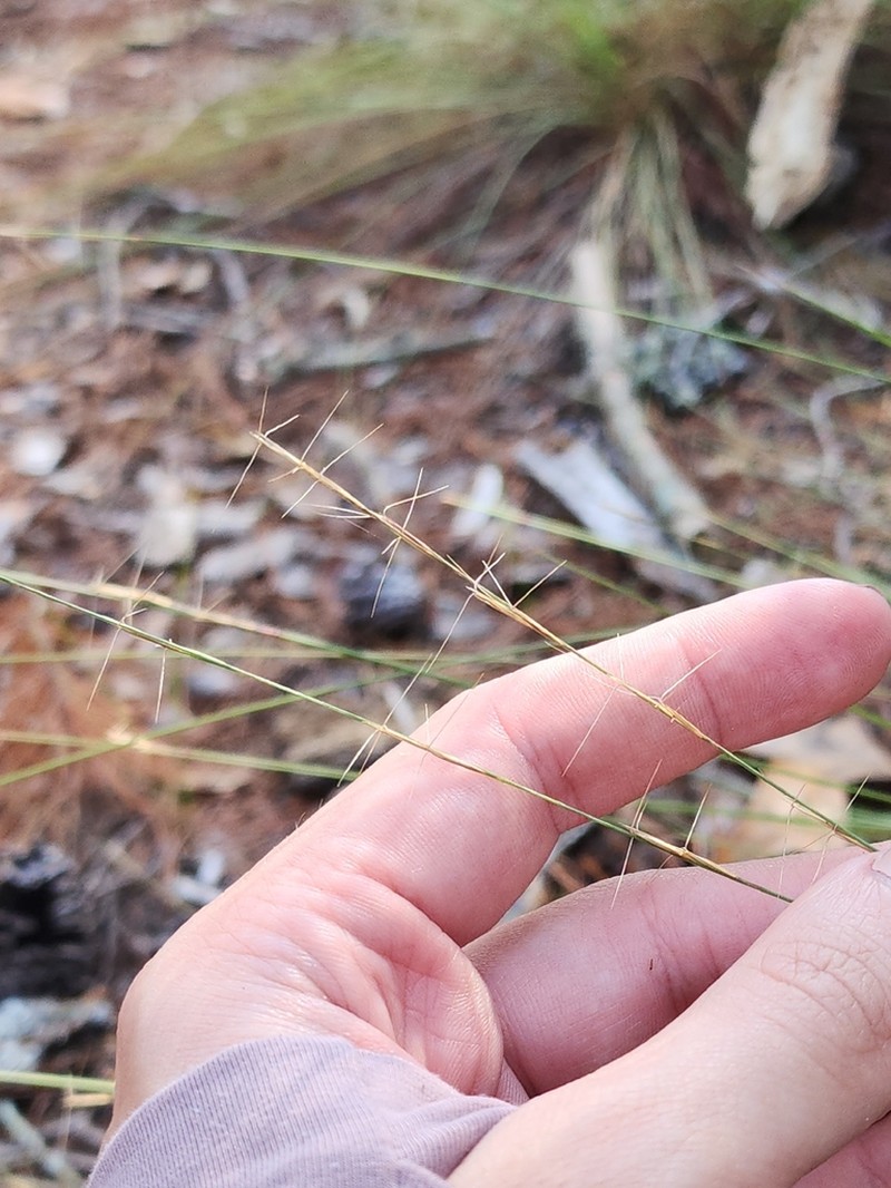 Arrowfeather Threeawn photo 3
