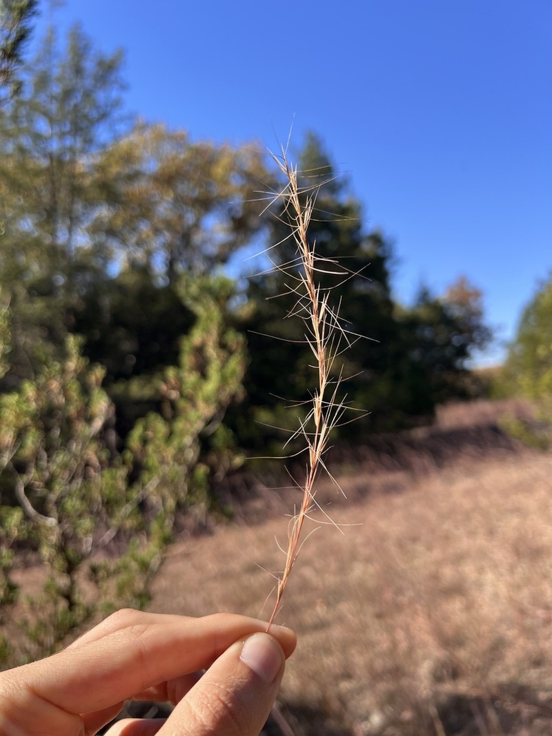 Arrowfeather Threeawn photo 6