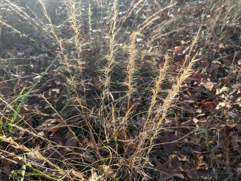 Arrowfeather Threeawn photo 7