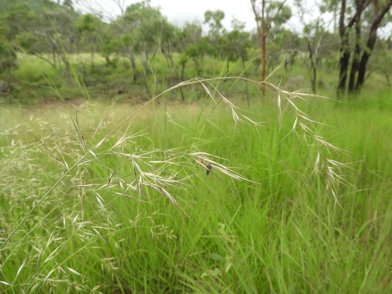Aristida queenslandica photo 2