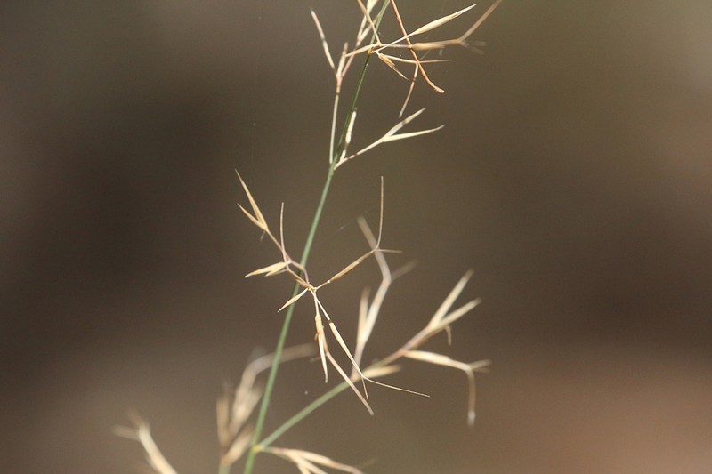 Aristida queenslandica photo 3