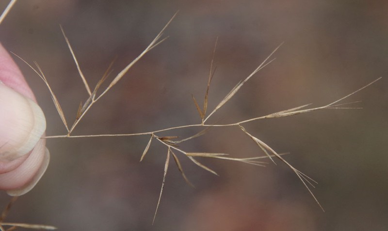 Aristida queenslandica photo 4
