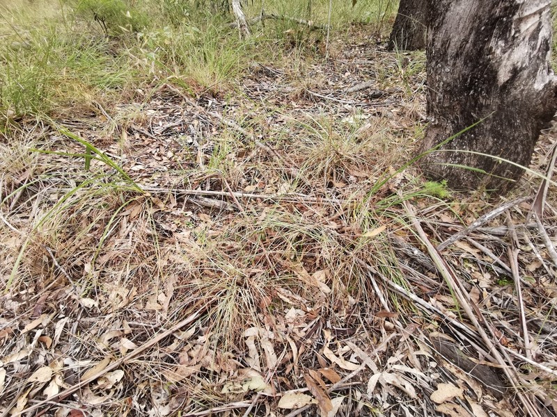 Aristida queenslandica photo 5