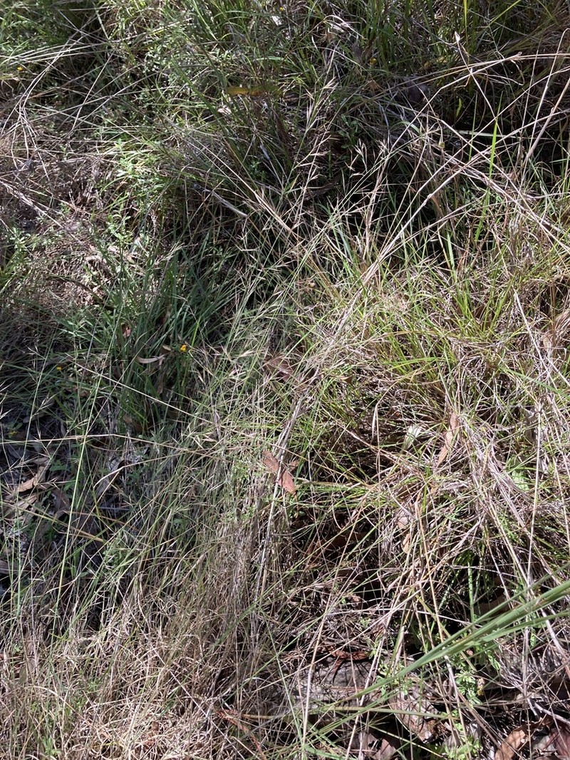 Aristida queenslandica photo 6