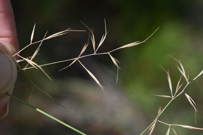 Aristida queenslandica photo 7