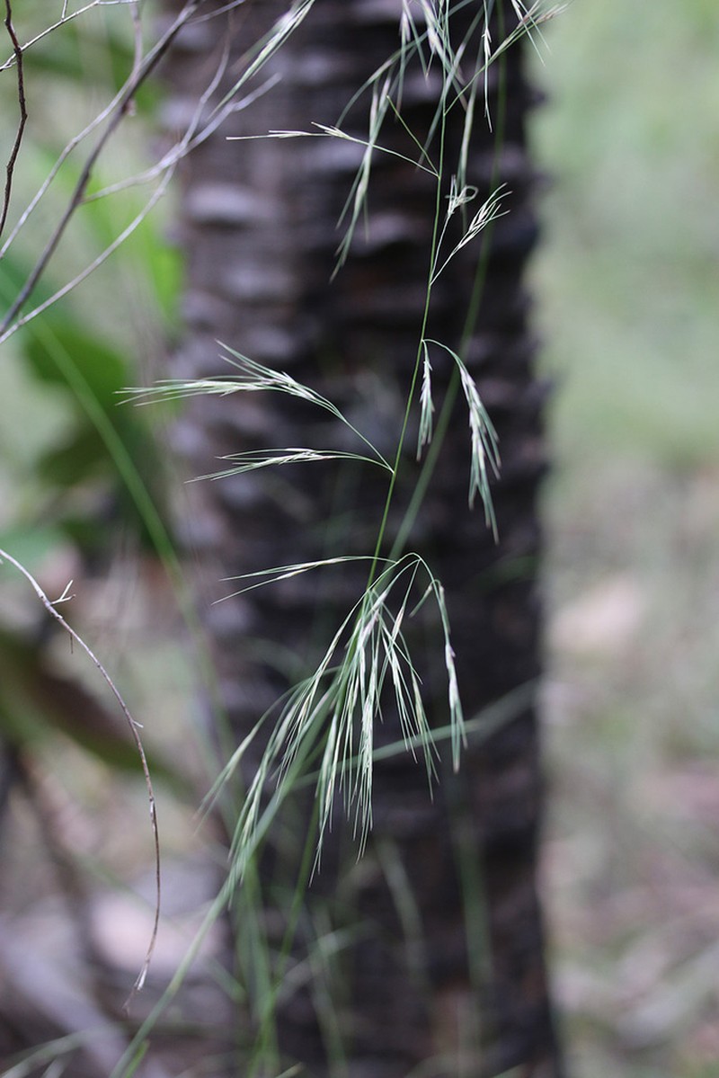 Aristida queenslandica photo 8