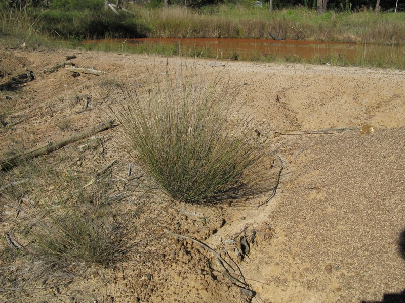 Aristida ramosa