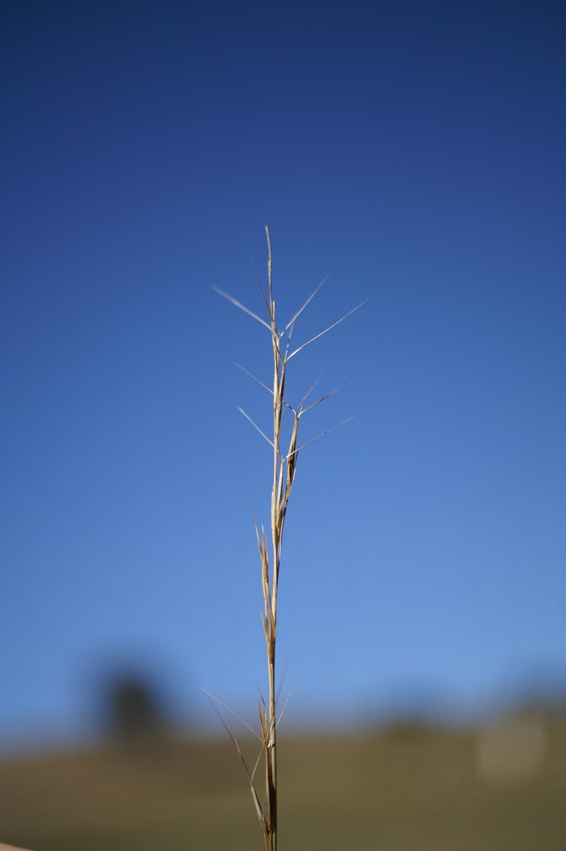 Aristida ramosa photo 2