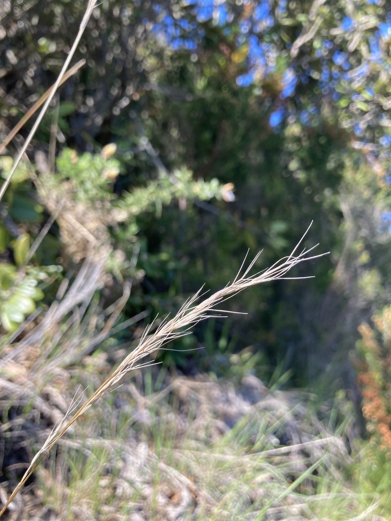 Aristida ramosa photo 3