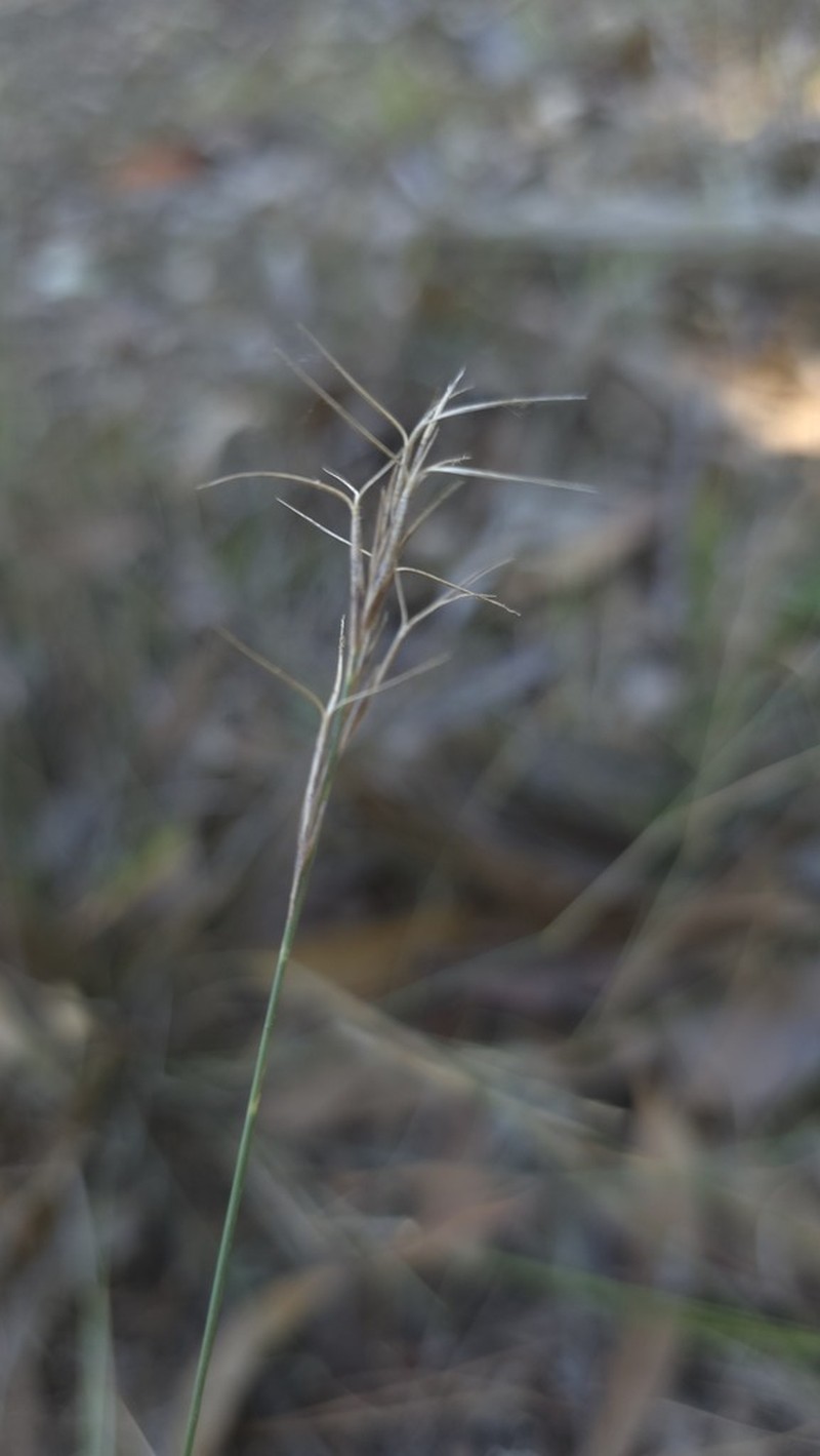 Aristida ramosa photo 4