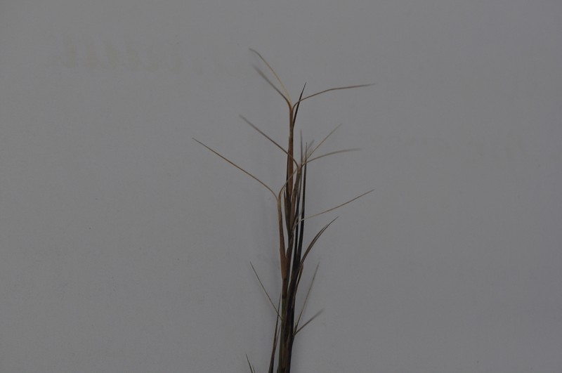 Aristida ramosa photo 5