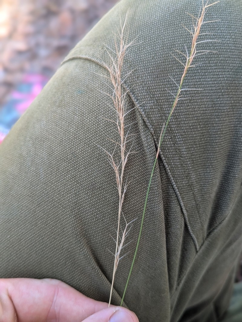 Aristida ramosa photo 6