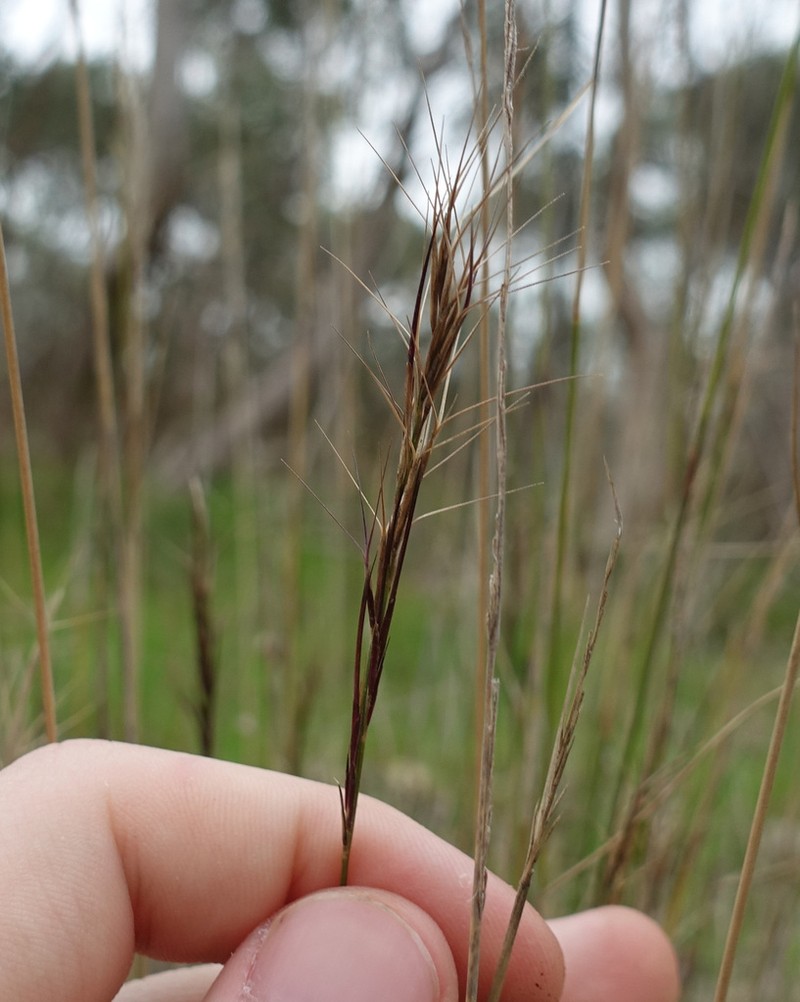 Aristida ramosa photo 7