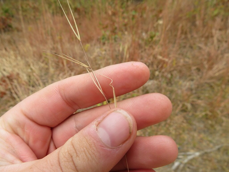 S-Curve Threeawn photo 2
