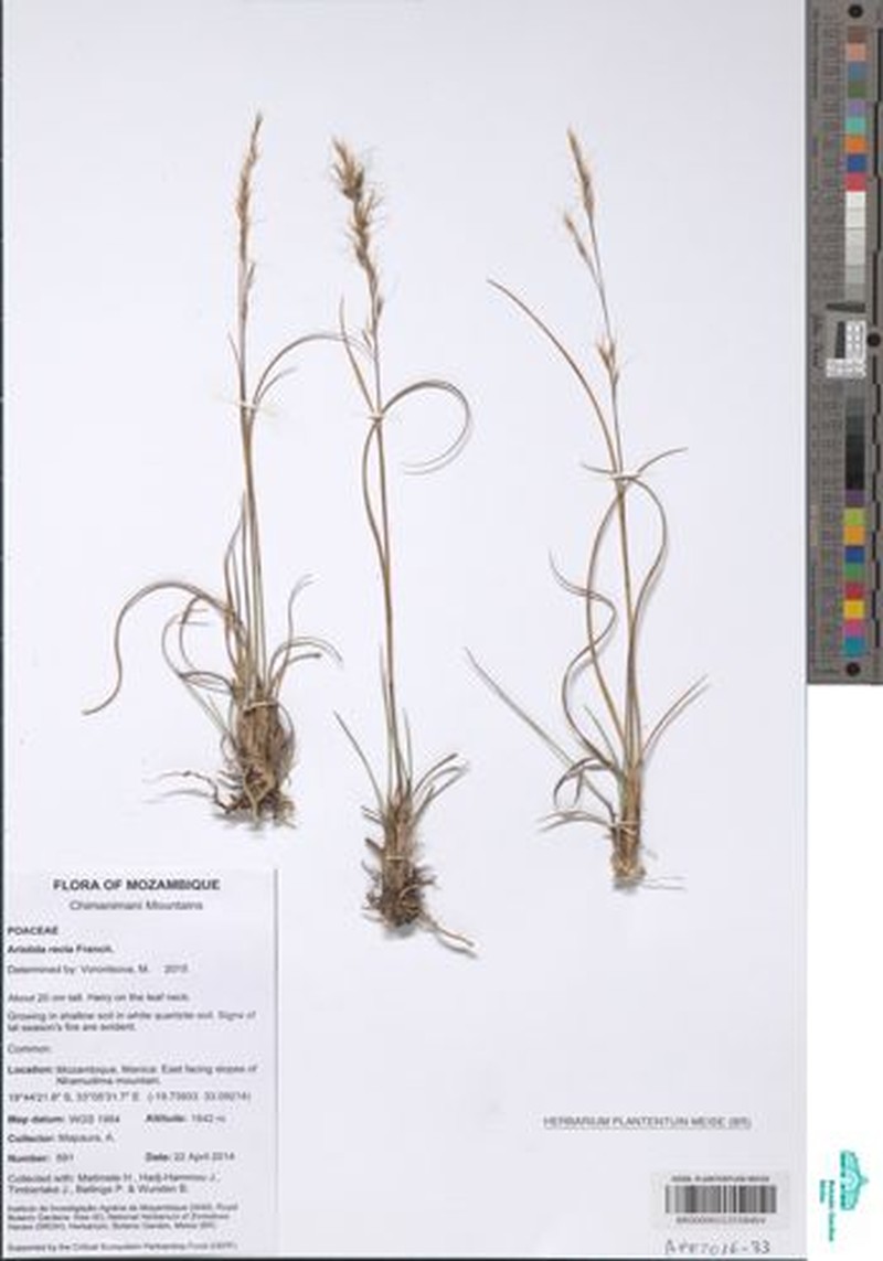 Aristida recta