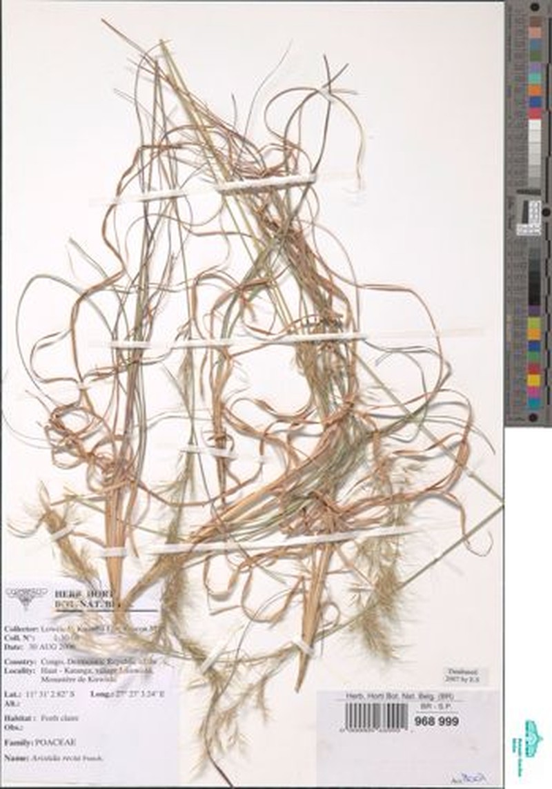 Aristida recta photo 2
