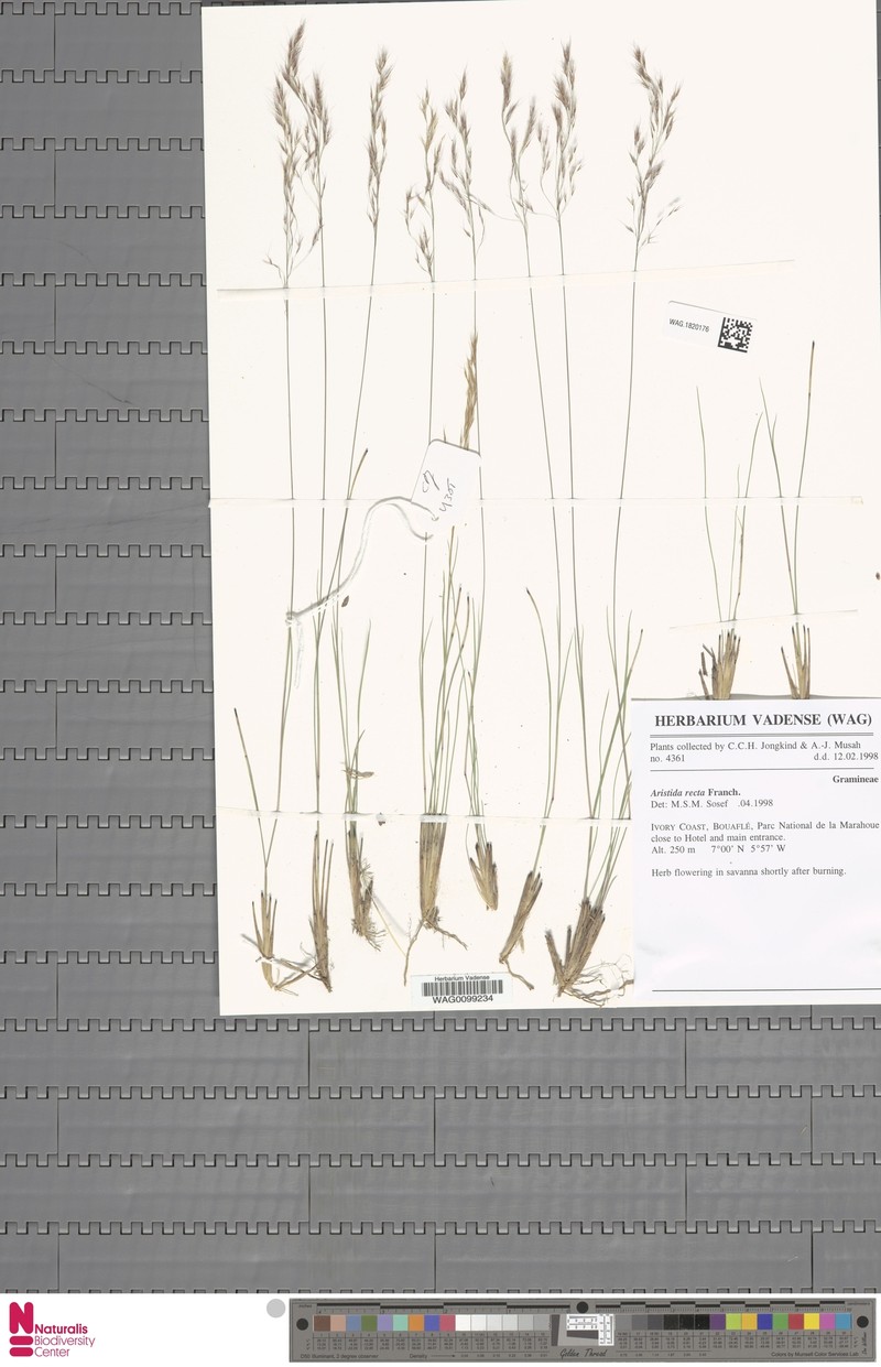 Aristida recta photo 3