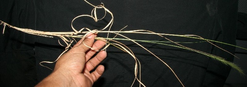 Aristida recurvata
