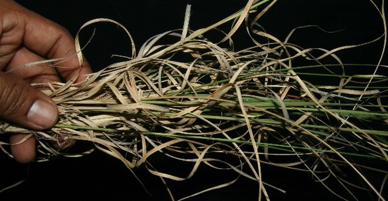 Aristida recurvata photo 2