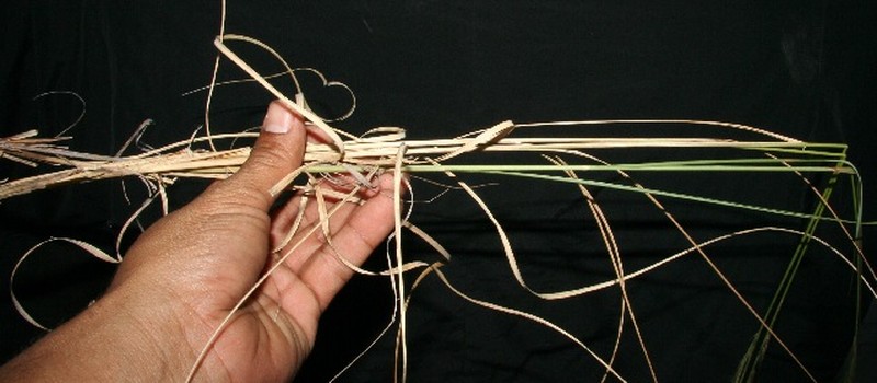 Aristida recurvata photo 3