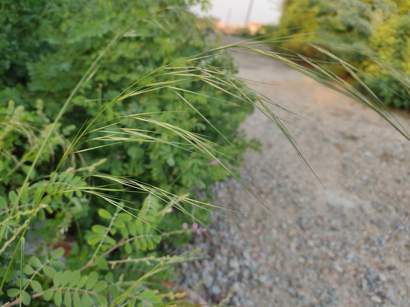 Aristida redacta