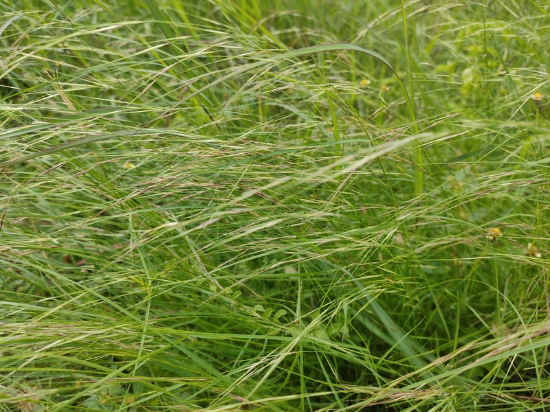 Aristida redacta photo 4