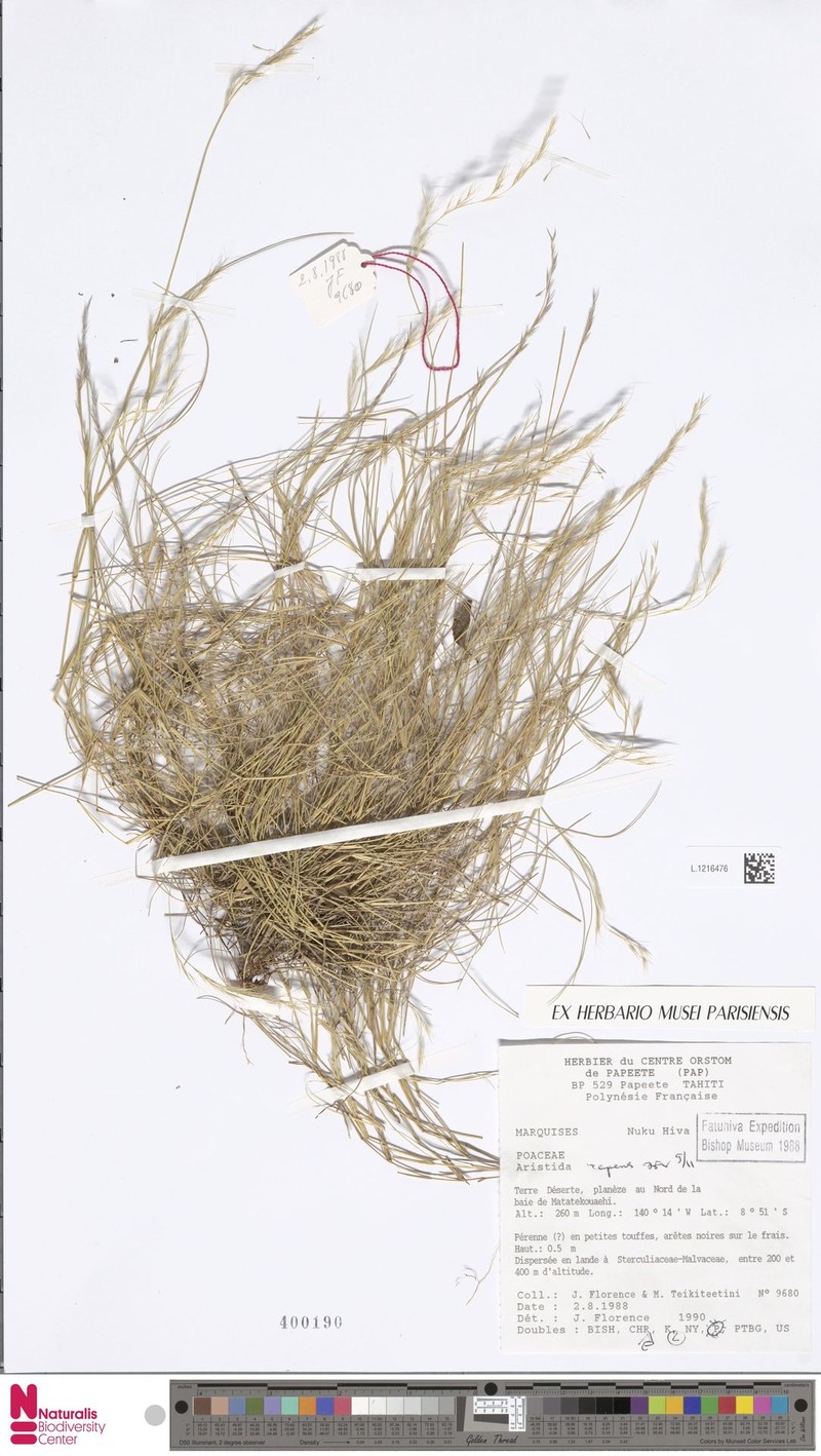Aristida repens