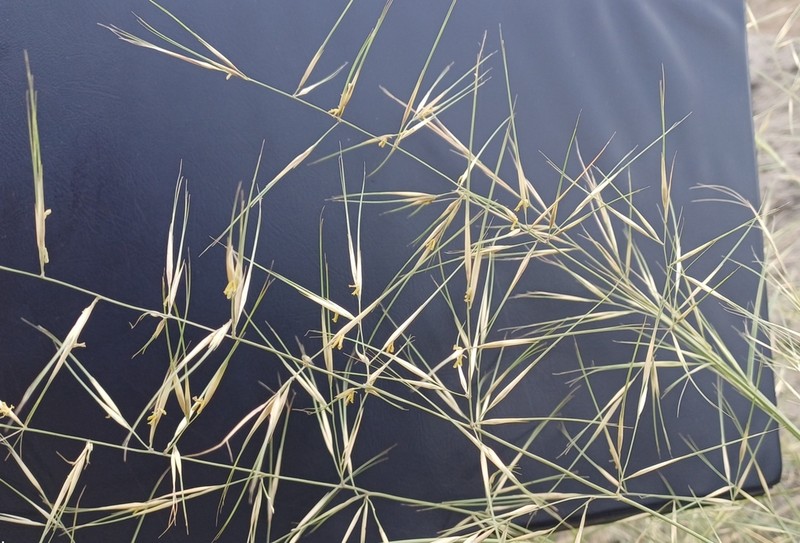 Aristida rhiniochloa