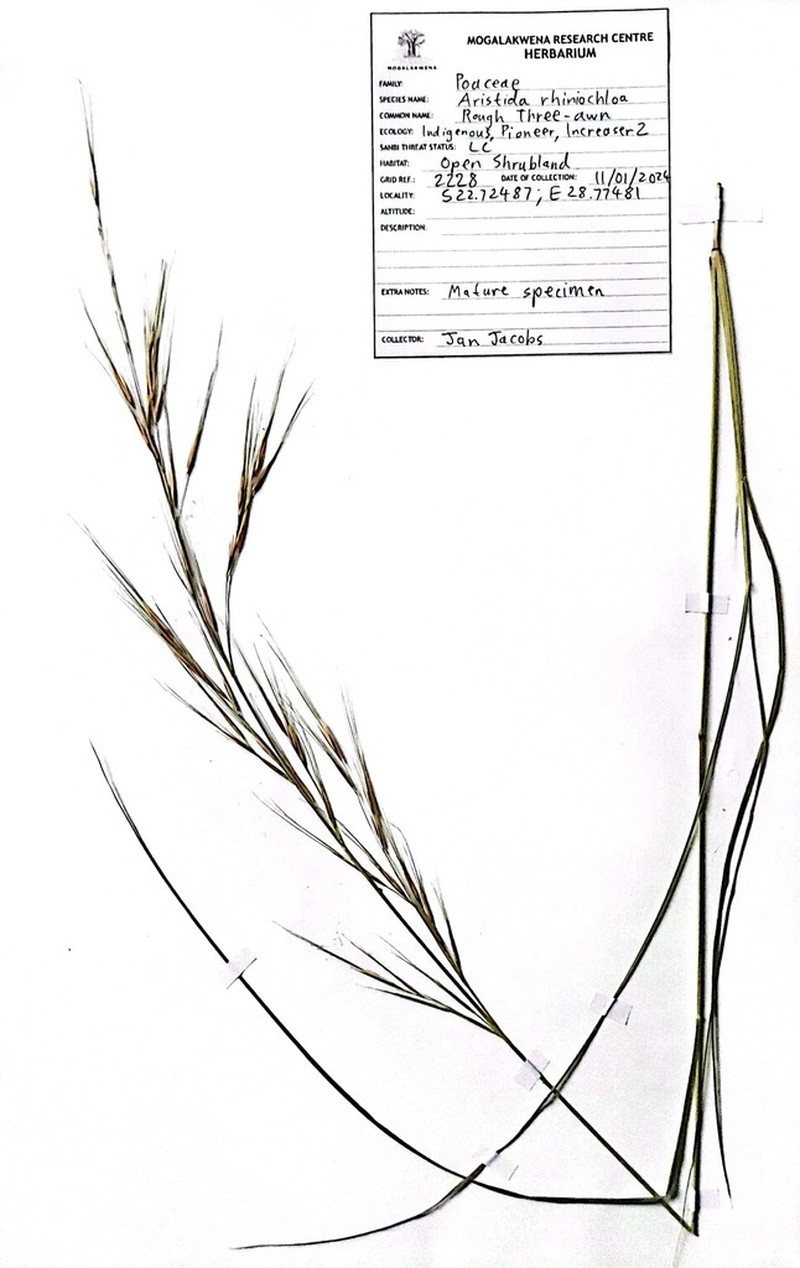 Aristida rhiniochloa photo 2