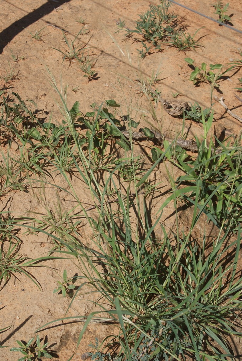 Aristida rhiniochloa photo 3