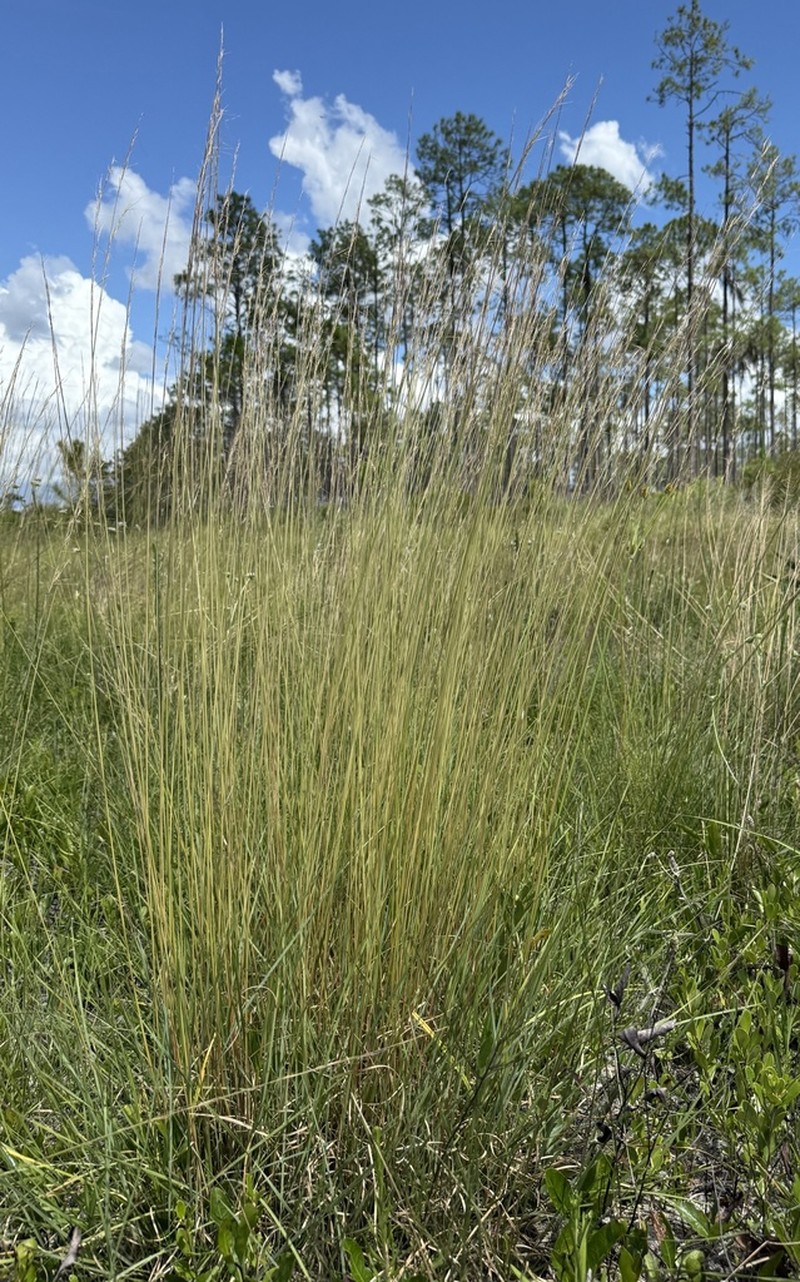 Florida Threeawn photo 2