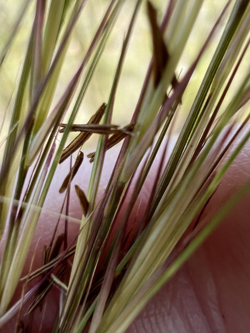 Florida Threeawn photo 6