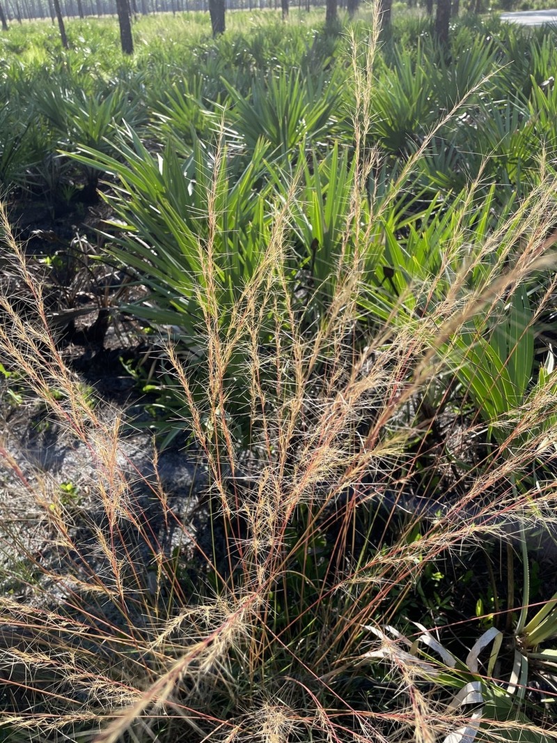 Florida Threeawn photo 7