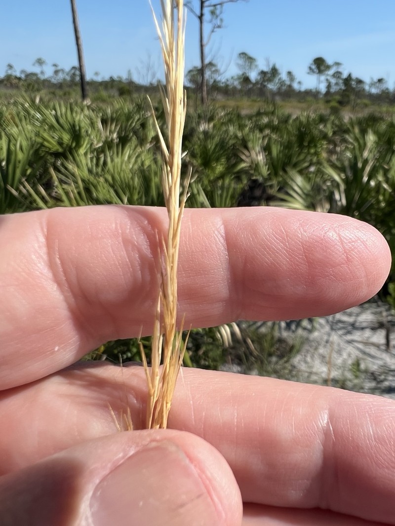 Florida Threeawn photo 8