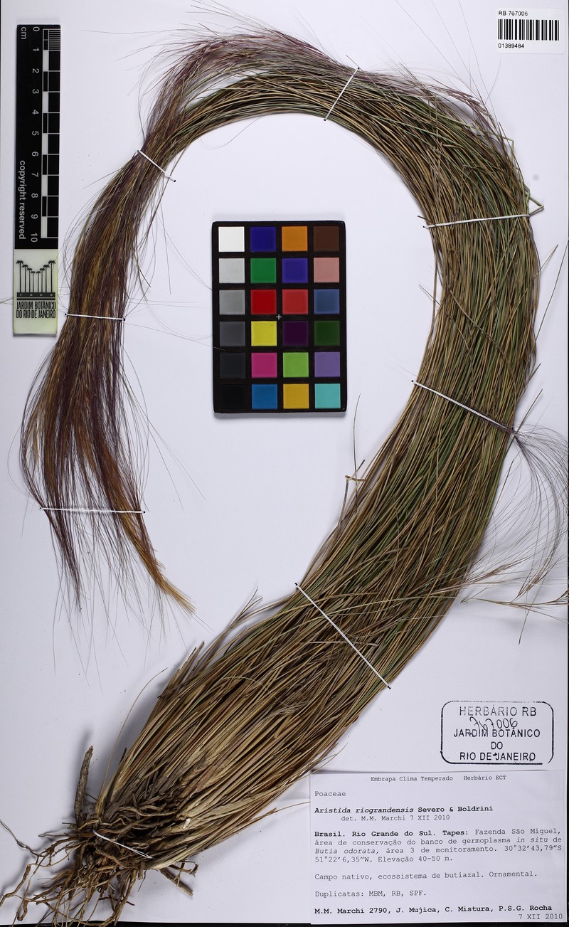 Aristida riograndensis