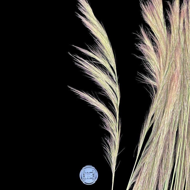Aristida riparia