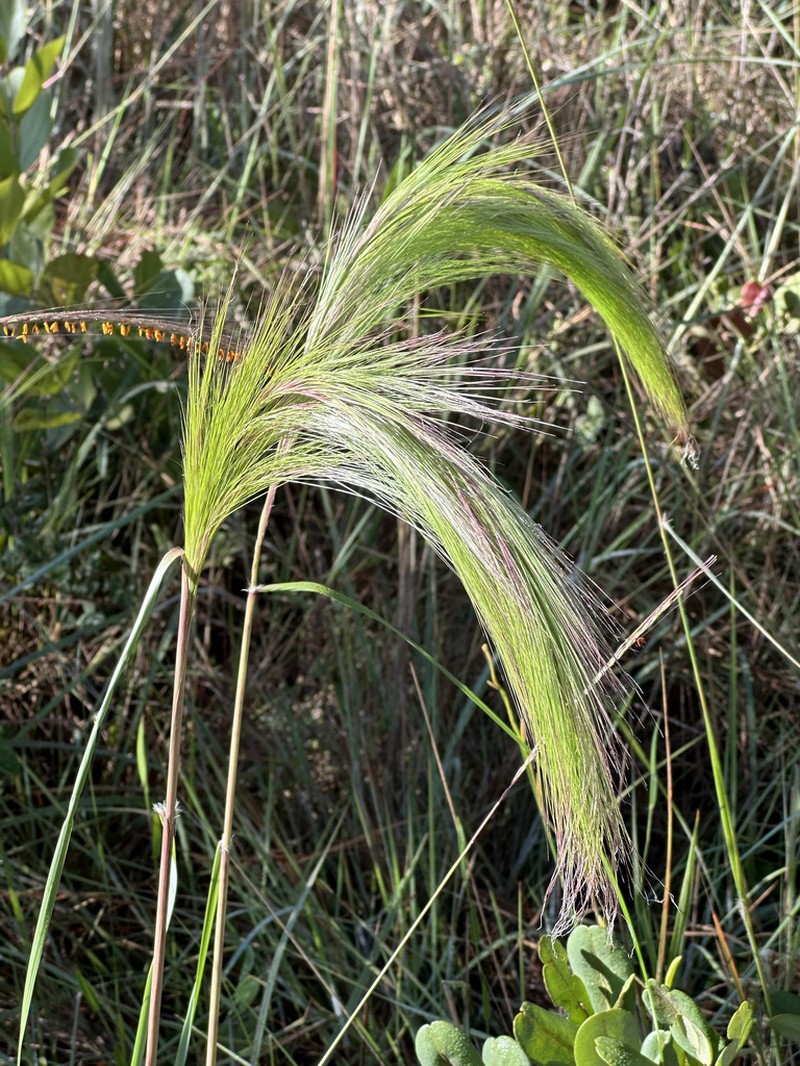 Aristida riparia photo 2