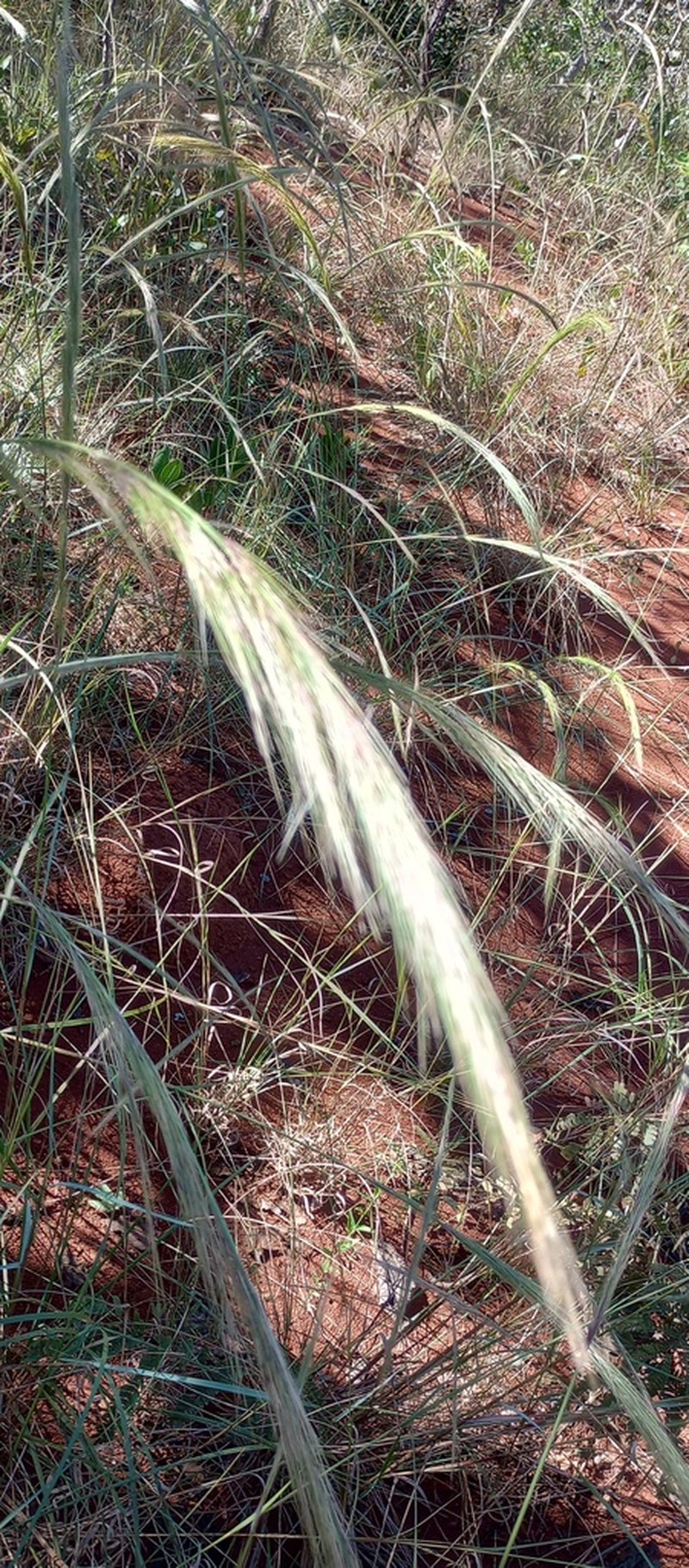 Aristida riparia photo 3