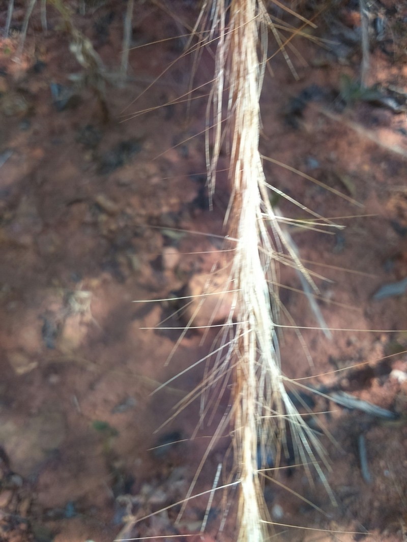Aristida riparia photo 5