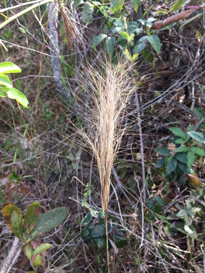 Aristida riparia photo 6
