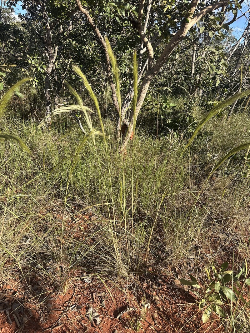 Aristida riparia photo 7
