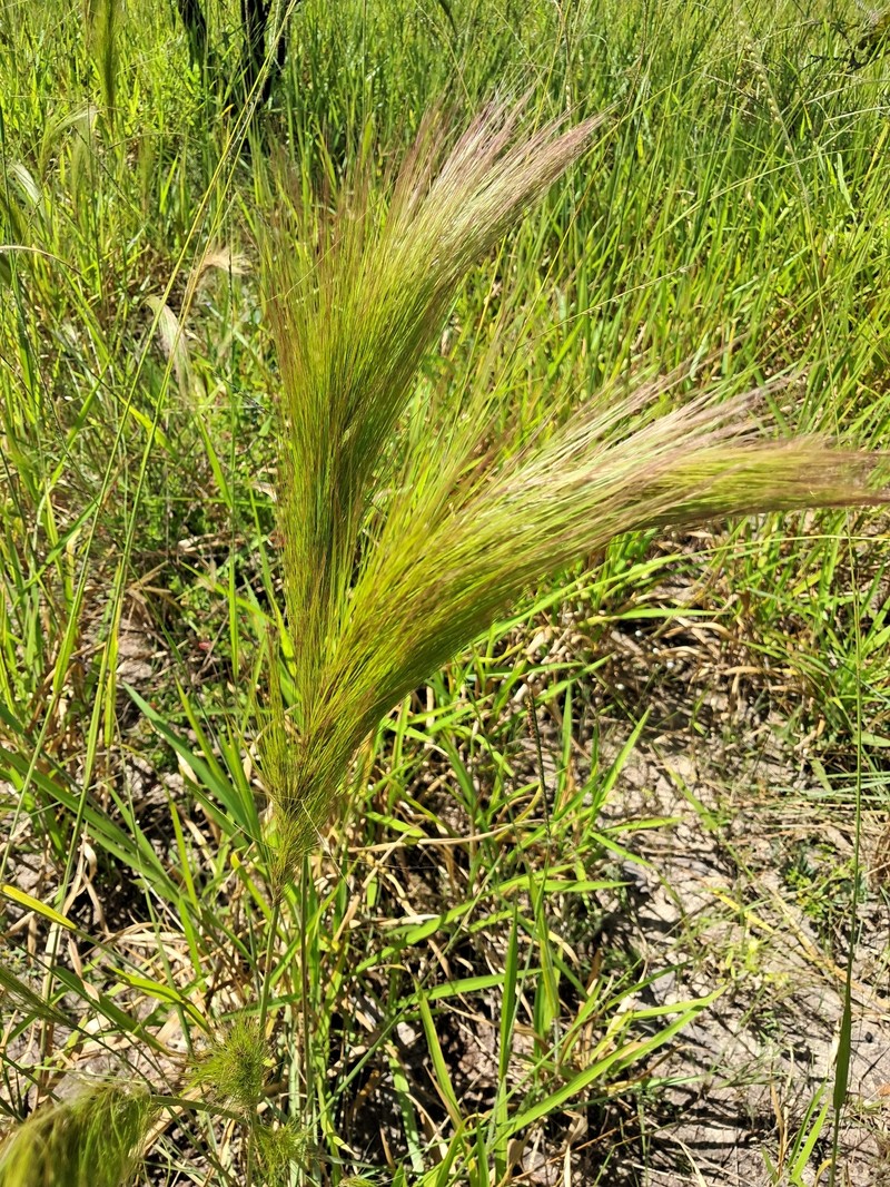 Aristida riparia photo 8
