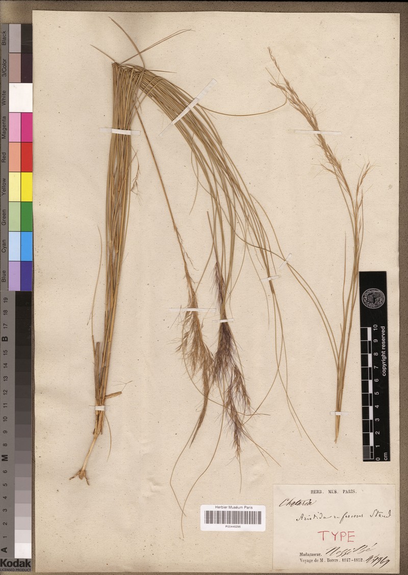 Aristida rufescens