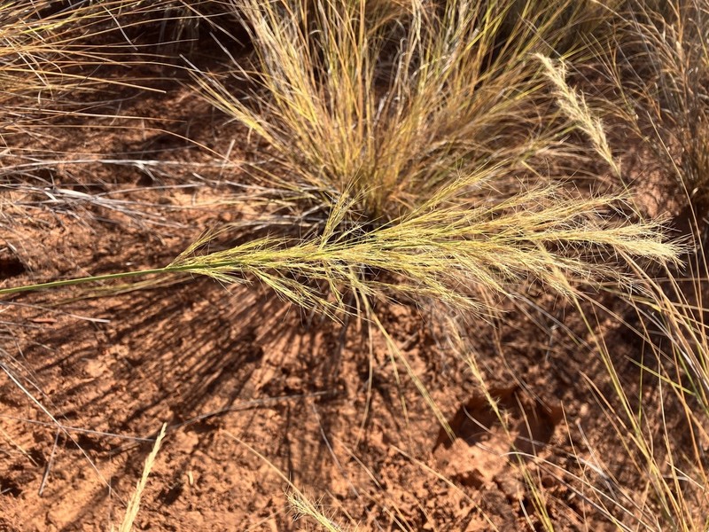 Aristida rufescens photo 2