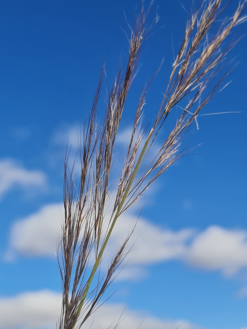 Aristida rufescens photo 3