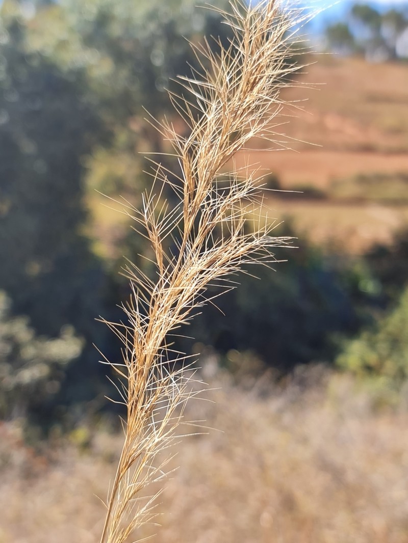 Aristida rufescens photo 4