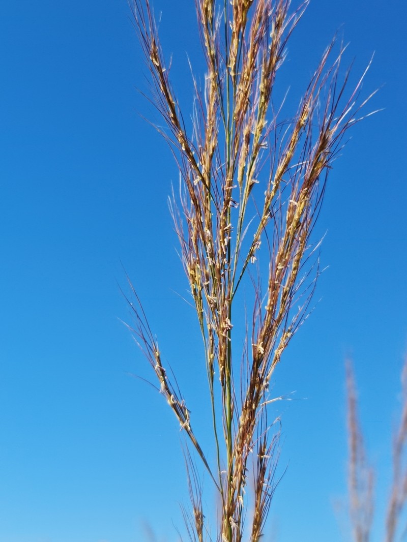 Aristida rufescens photo 5
