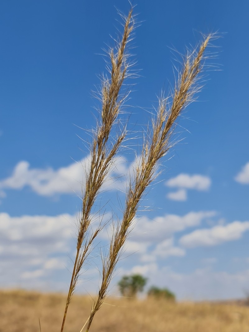 Aristida rufescens photo 6